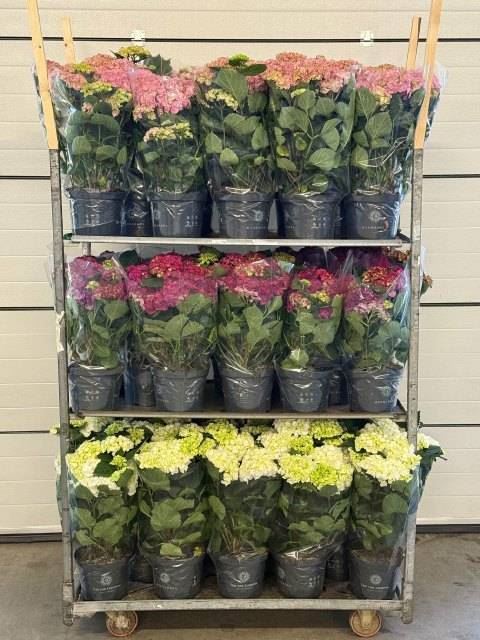 Гидрангея Микс