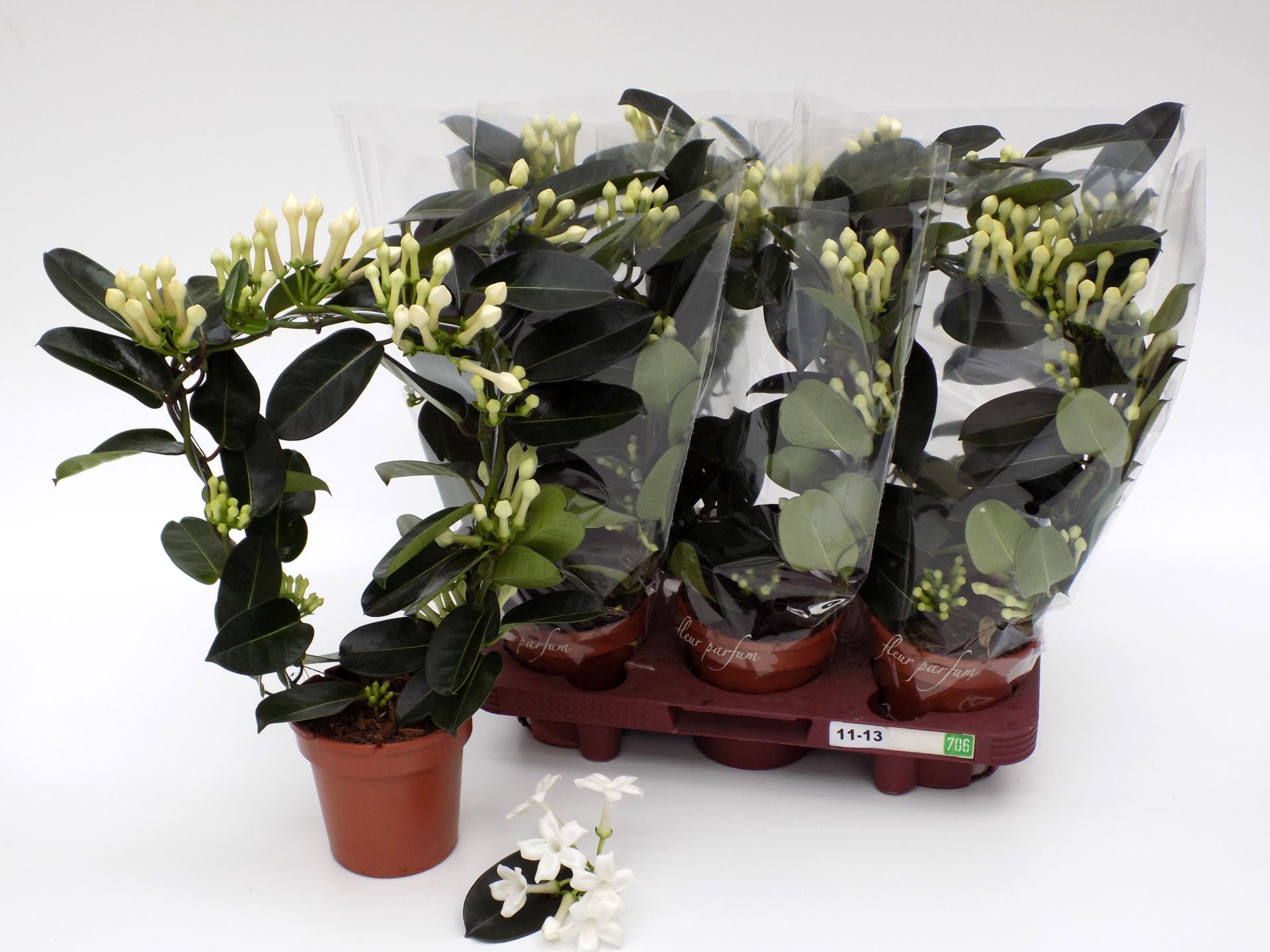 Стефанотис