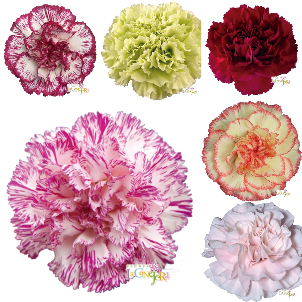 Гвоздика Микс Flores La Conejera (70см/Микс) Гвоздика Микс Flores La Conejera (70см/Микс)