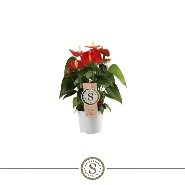 Антуриум Андр Ред