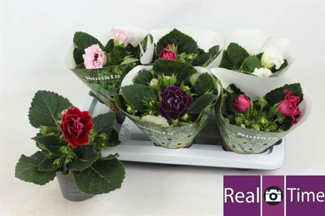 Синингия Микс