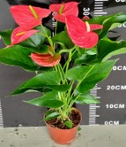 Антуриум Андр Ред Ch