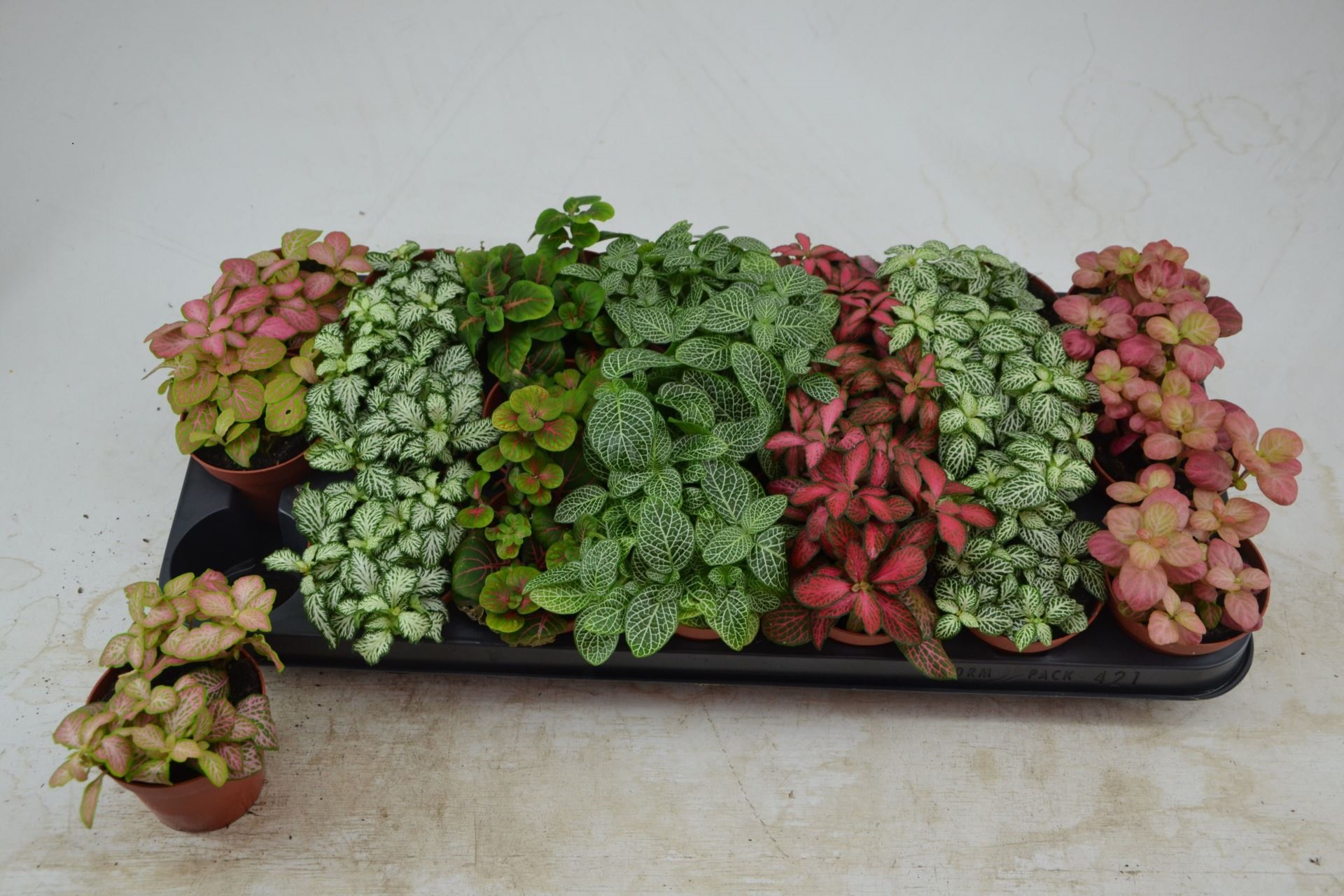 Фиттония Микс