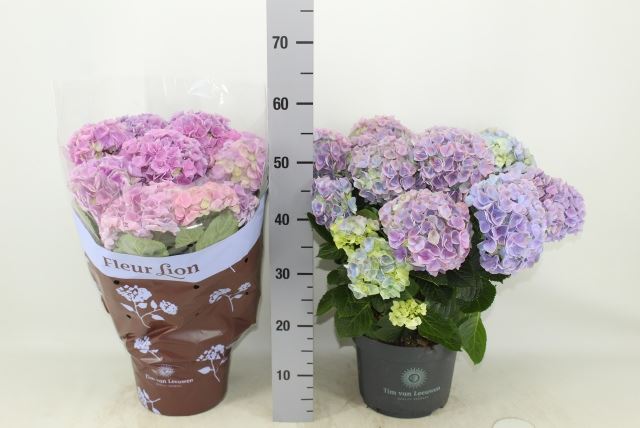 Гидрангия Хай Ривер