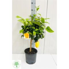 Цитрус Лимон