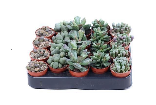 Литопс Микс