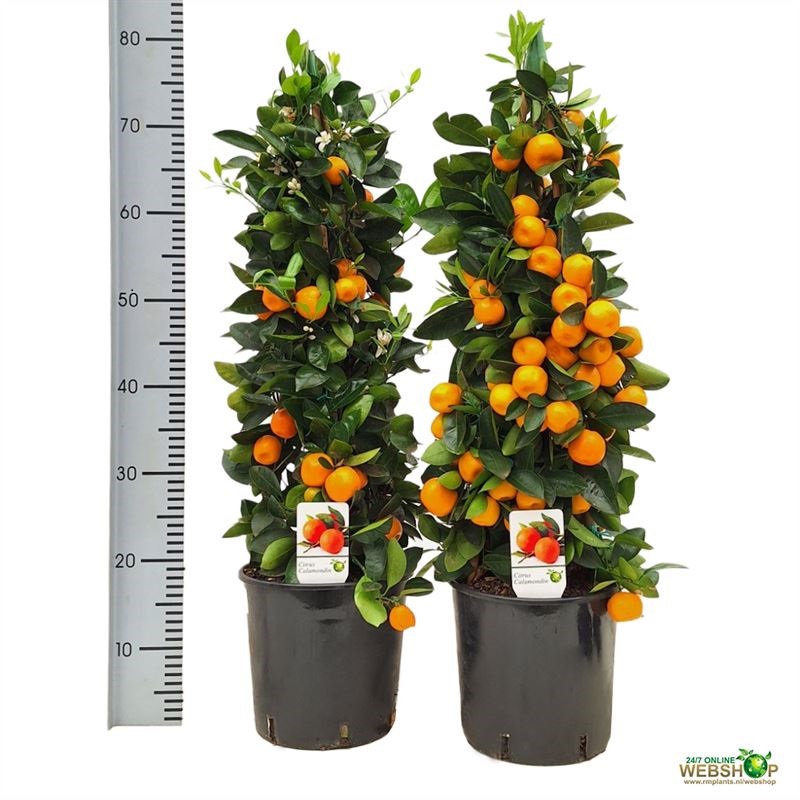 Цитрус Микрокарпа пирамида