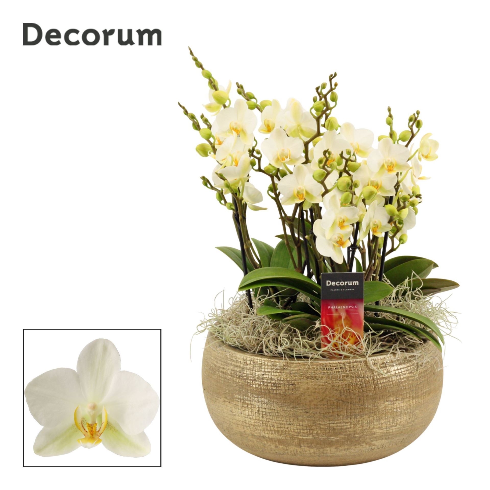 Фаленопсис Мультифлора в кашпо