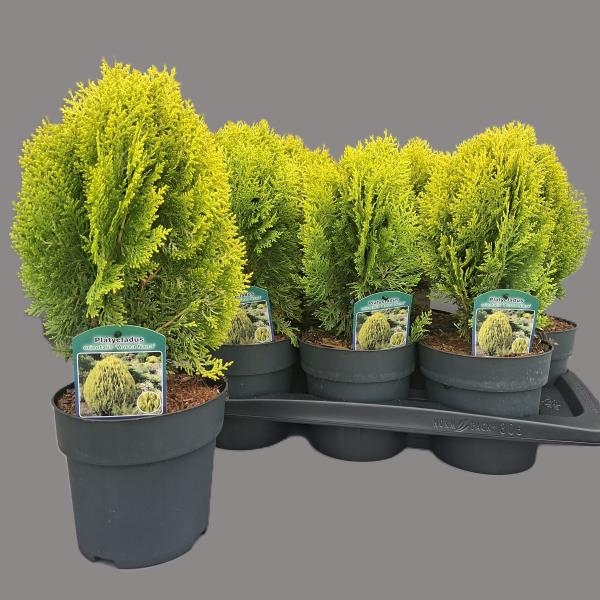 Туя восточная Аурея Нана