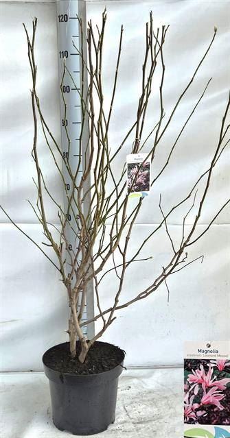 Магнолия Леонард Мессел