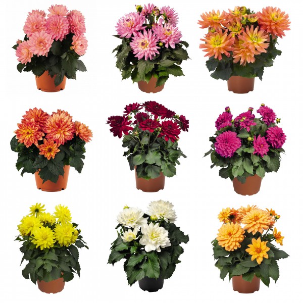 Георгин Микс