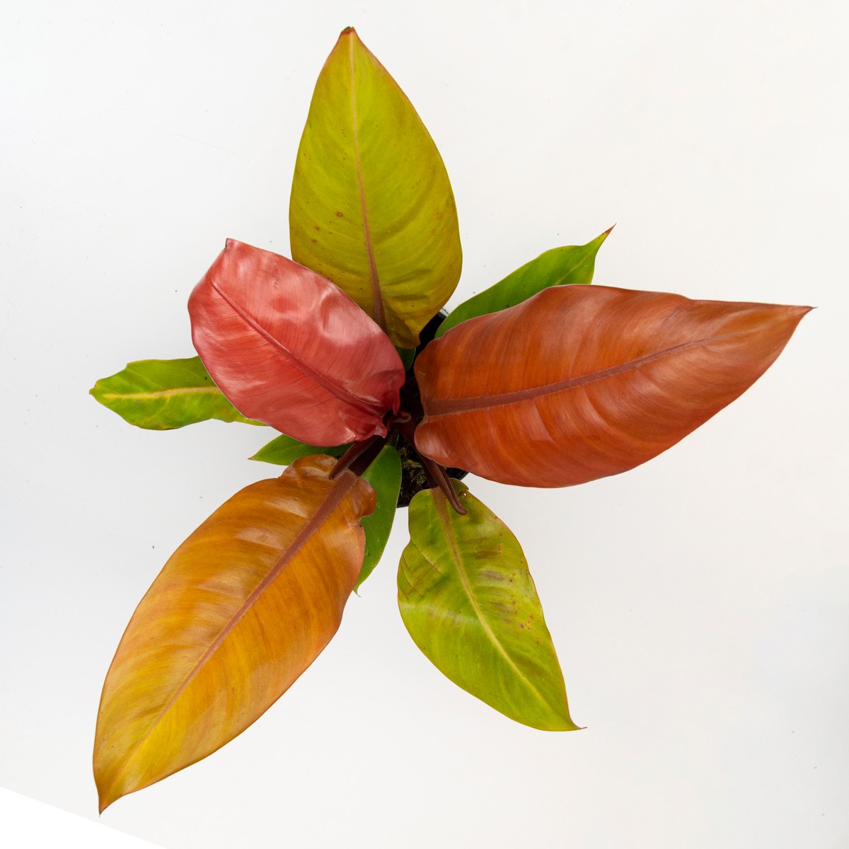 Филодендрон Принц Оранж OZ